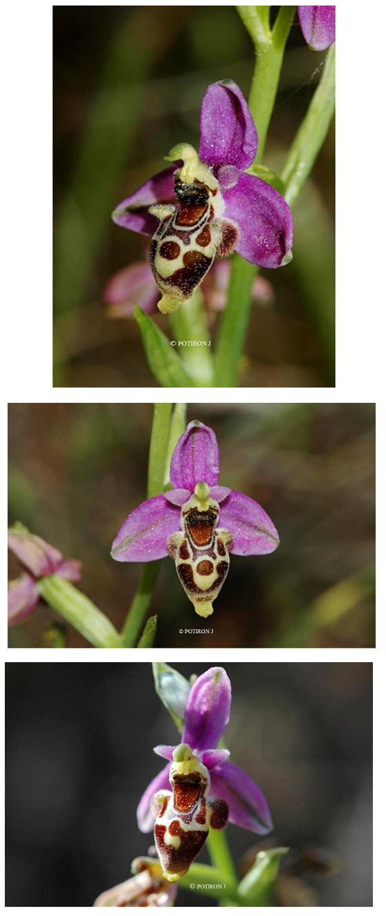 Orchidées de Grèce - île de Chios - Ophrys ceto 