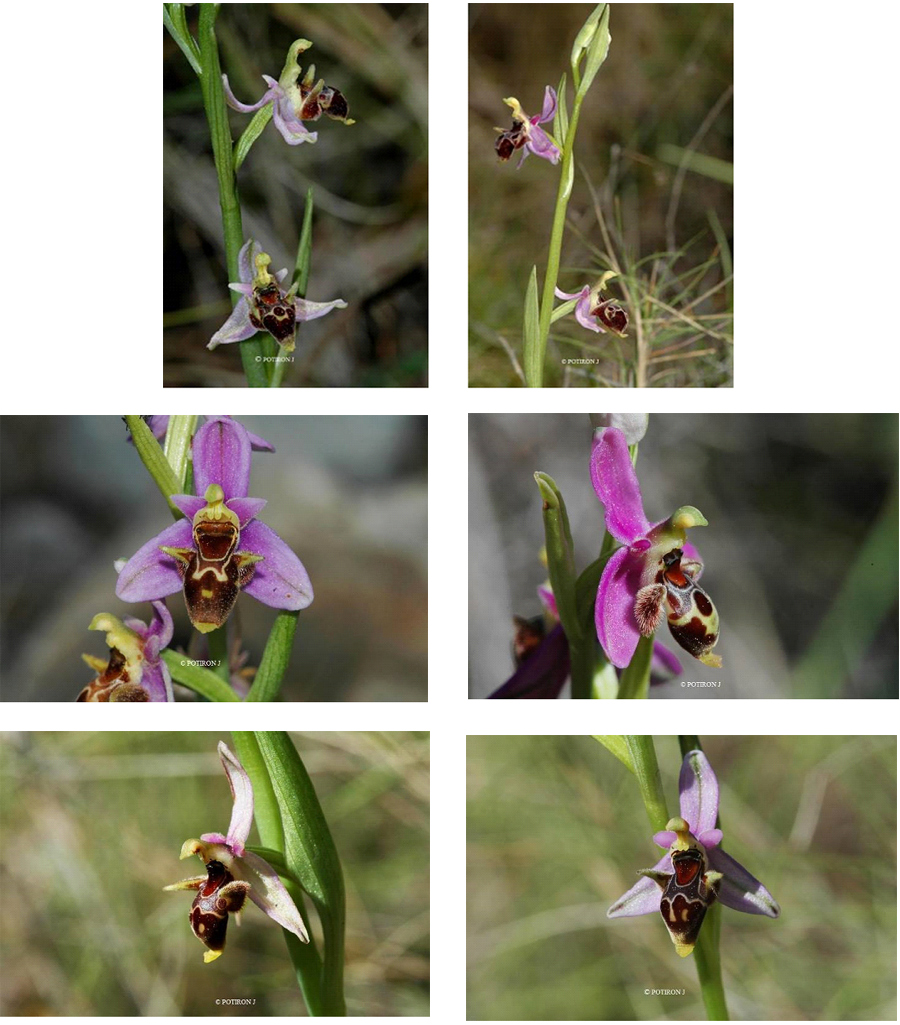 Orchidées de Grèce - île de Chios - Ophrys minutula