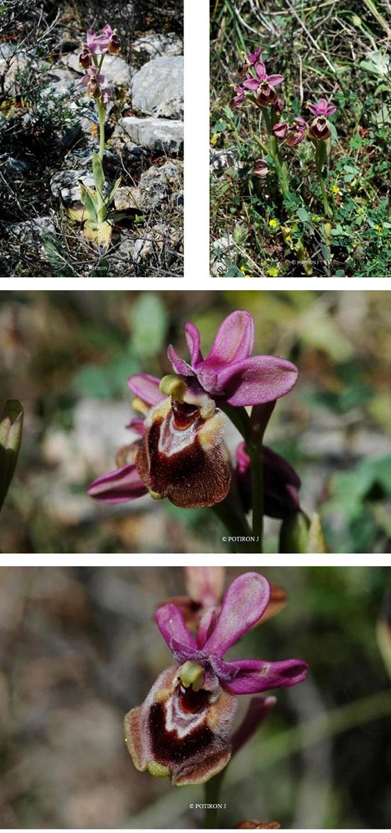 Orchidées de Grèce - île de Chios - Ophrys leochroma