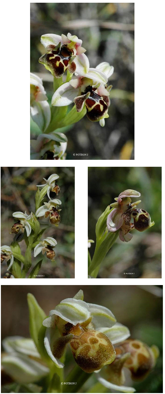 Orchidées de Grèce - île de Chios - umbilicata 