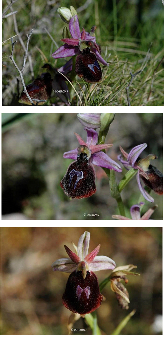 Orchidées de Grèce - île de Chios - Ophrys ferrum-equinum 