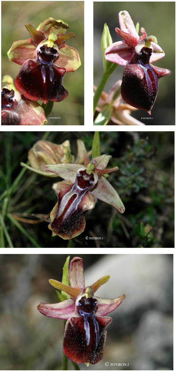 Orchidées de Grèce - île de Chios - Ophrys mammosa 