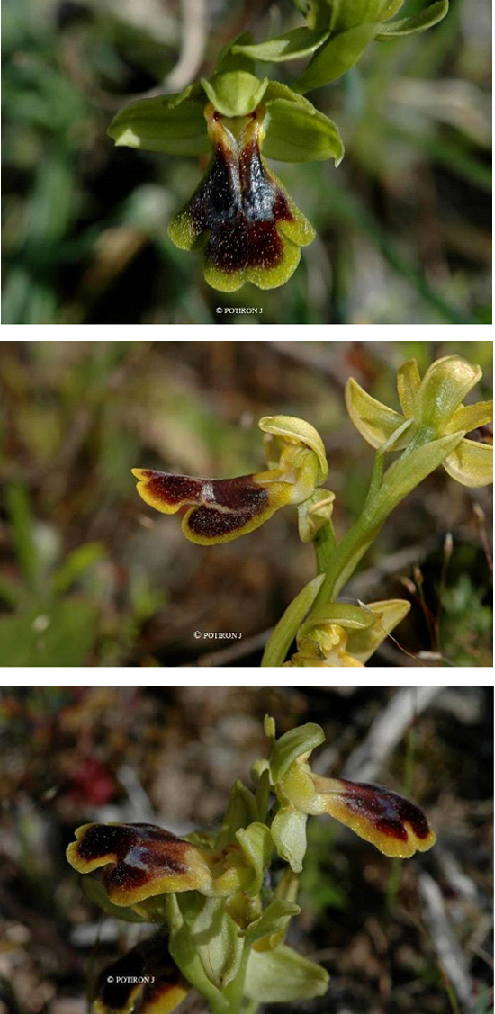 Orchidées de Grèce - île de Chios - Orchis blitopertha