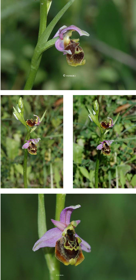 Orchidées de Grèce - île de Lesbos - Ophrys homeri 
