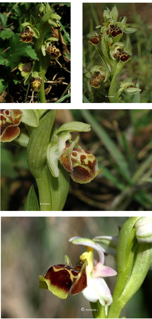 Orchidées de Grèce - île de Lesbos - Ophrys bucephala