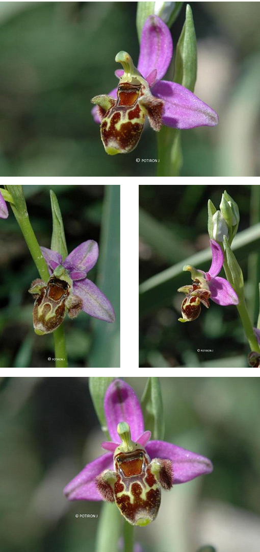 Orchidées de Grèce - île de Lesbos - Ophrys orphanidea. 