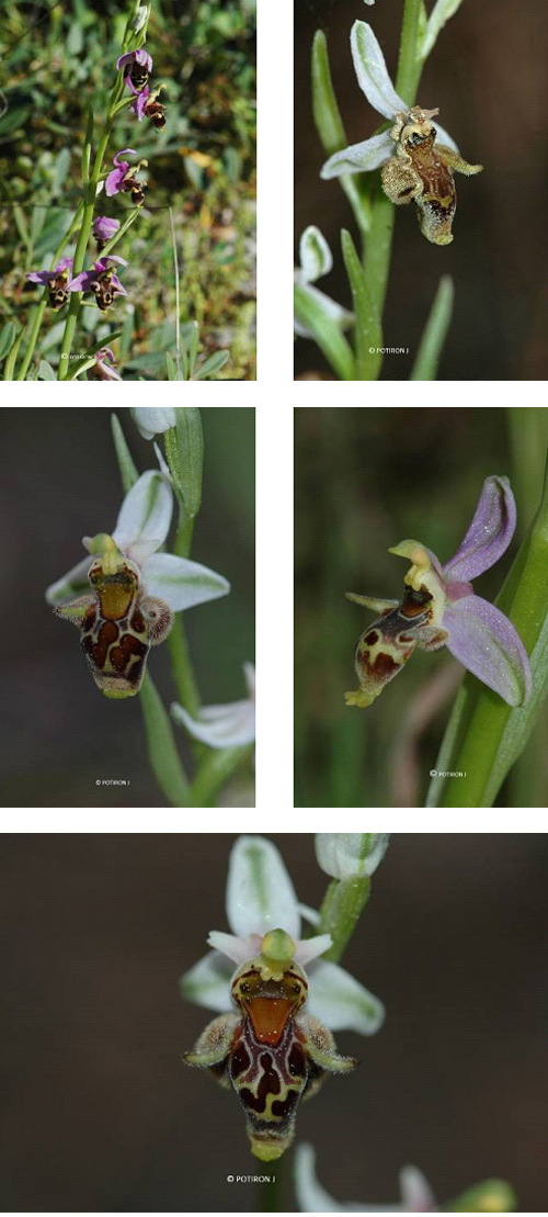 Orchidées de Grèce - île de Lesbos - Ophrys minutula 