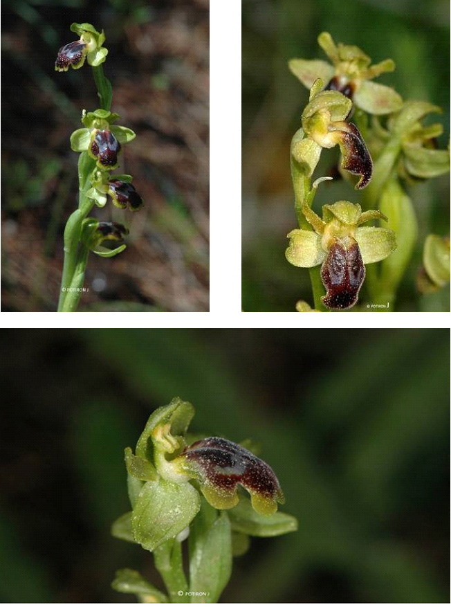 Orchidées de Grèce - île de Lesbos - Ophrys cinereophila 