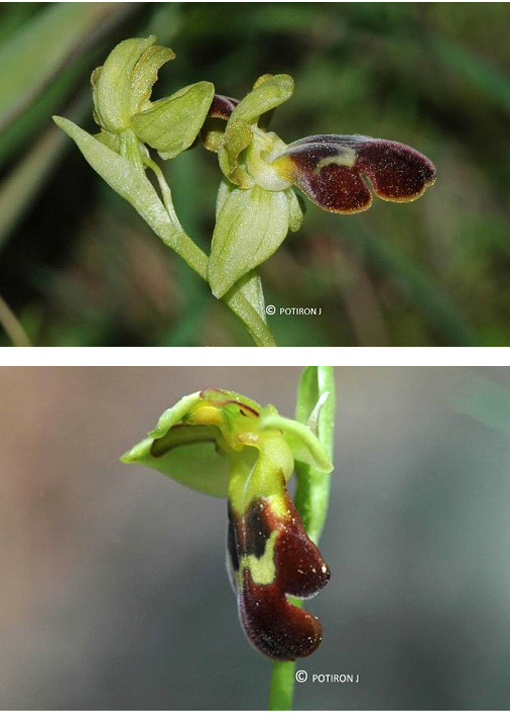 Orchidées de Grèce - île de Lesbos - Ophrys pelinaea.