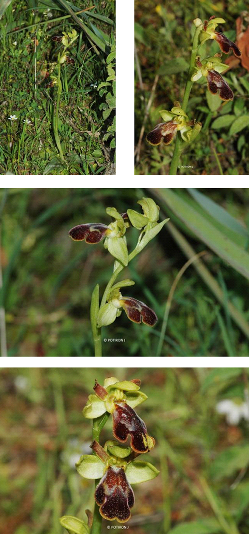 Orchidées de Grèce - île de Lesbos - Ophrys attaviria.