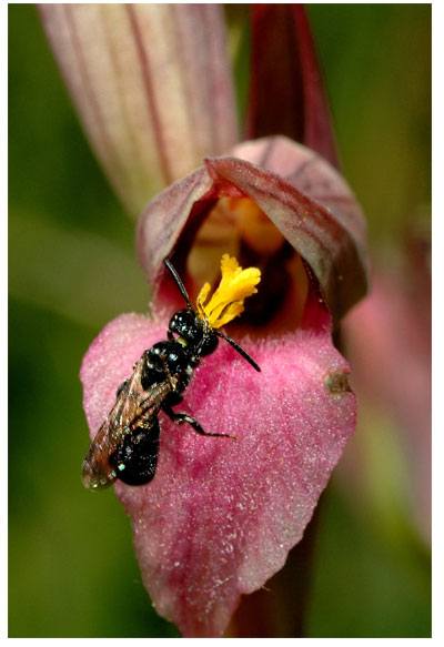 Photographie Yves wilcox POLLINISATEURS D'ORCHIDEES - Ceratina cucurbitina : pollinisateur cnfirmé de Serapias lingua.