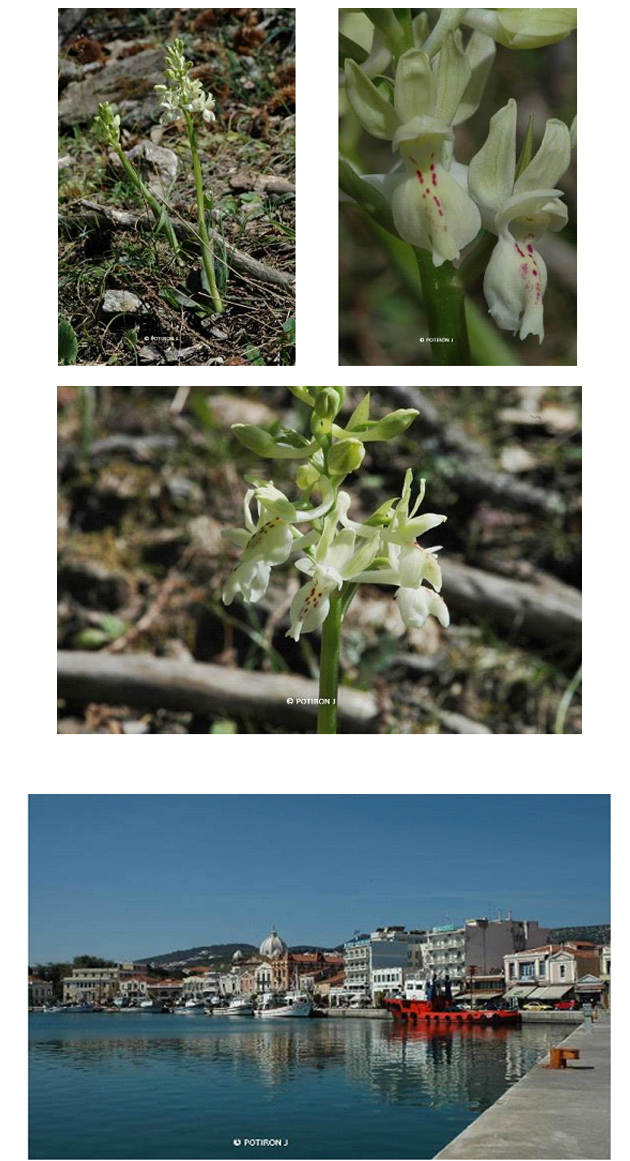 Orchidées de Grèce - île de Lesbos - Orchis provincialis.