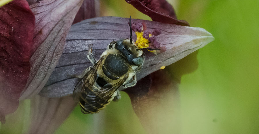 Femelle de Megachile schmiedeknechti pollinisateur confirmé de Serapias cordigera. Photographie Yves Wilcox