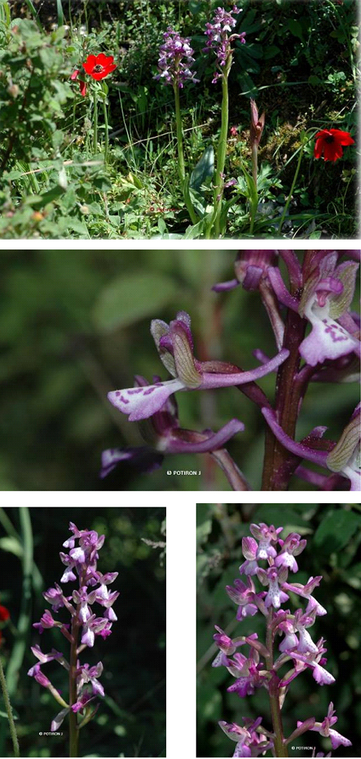 Orchidées de Grèce île de Lesbos Orchis picta var. caucasica 