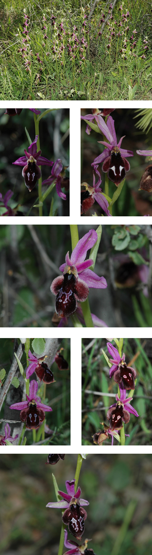 Orchidées de Turquie - Ophrys konyana