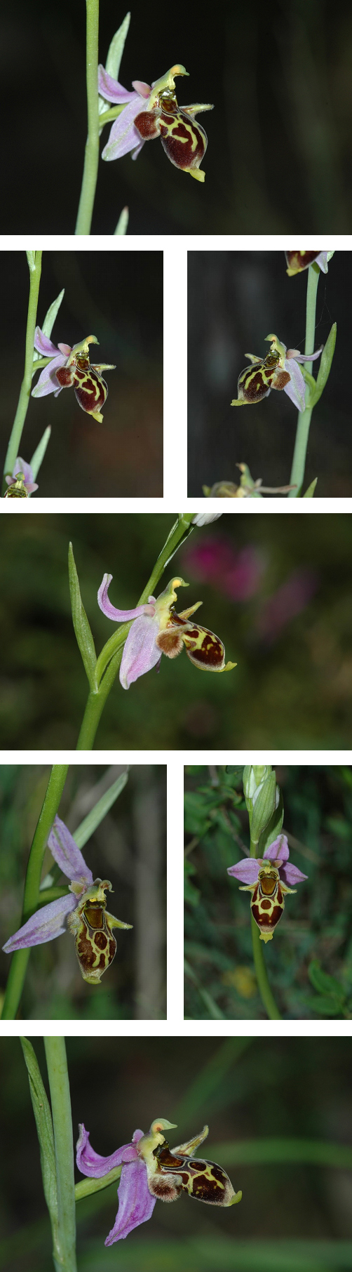 Orchidées de Turquie - Ophrys phrygia 