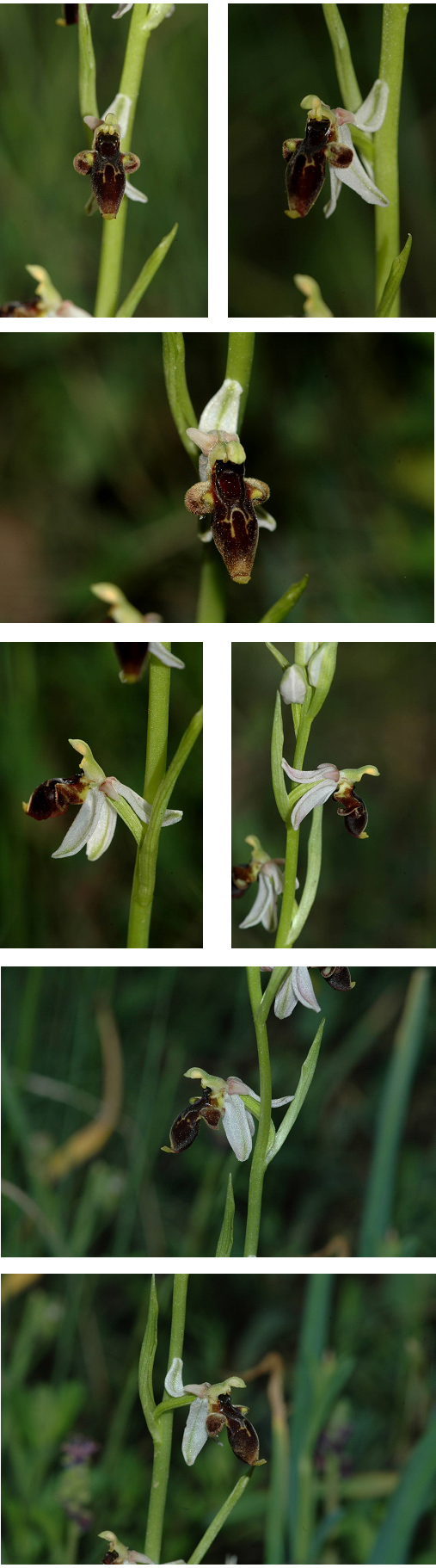 Orchidées de Turquie - Ophrys isaura 