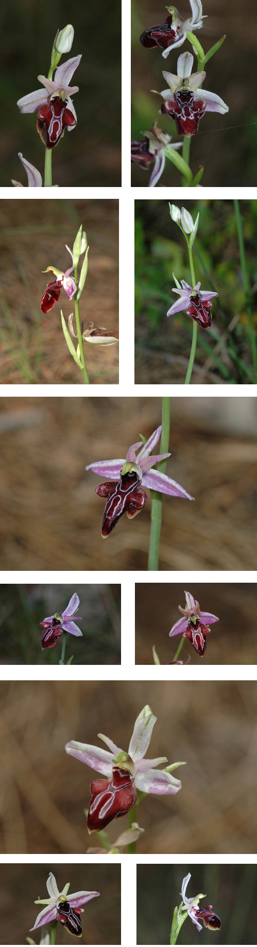 Orchidées de Turquie - Ophrys antaliensis 