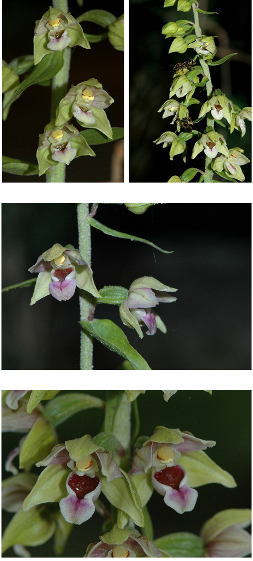 Orchidées de Turquie - Epipactis helleborine