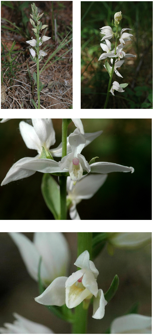 Orchidées de Turquie - Cephalanthera epipactoïdes 