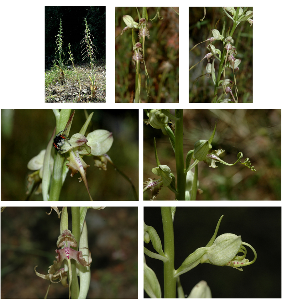 Orchidées de Turquie - Himantoglossum montis-tauri 