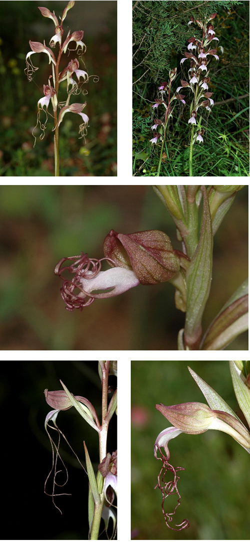 Orchidées de Turquie - Himantoglossum comperianum 