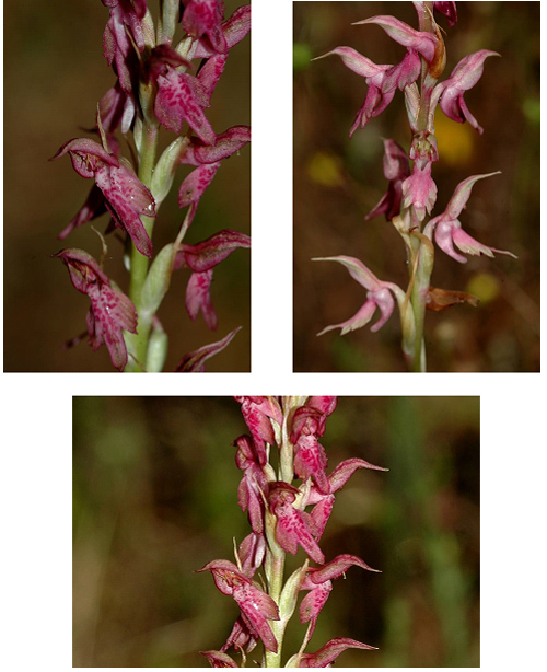 Orchidées de Turquie - Orchis callithea Photos Jacques Potiron