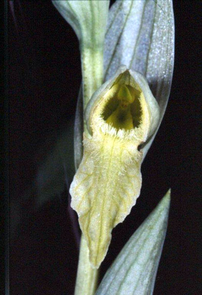 Serapis vomeracea à la fois albinos et chlorantha