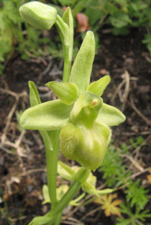 Forme chlorantha de l'Ophrys araignée Photo Jean-Pierre Ring SFO PCV