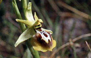 Les Orchidées de Grèce - Le Péloponnèse - Page 6 : Ophrys aesculapii. Photo SFO-PCV 7