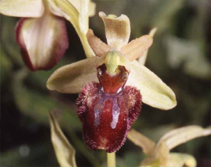 HORS REGION - ITALIE - Les Orchidées de Sicile (4) (Ophrys lunulata et Ophrys panormitana) Ophrys panormitana. Photo SFO PCV.