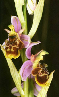 MICROSITES A ORCHIDEES - Le Bois de Beaulieu - Inventaires naturalistes. Ophrys santonica