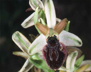 HORS REGION - ITALIE - Les Orchidées de Sicile (4) (Ophrys lunulata et Ophrys panormitana) Ophrys panormitana. Photo SFO PCV.