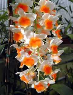 Dendrobium farmeri Orchidées exotiques Orchidées botaniques. Hampe florale. SFO PCV - Société Française d'Orchidophilie de Poitou-Charentes et Vendée