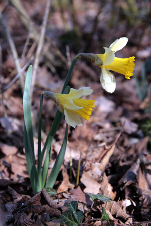 La Jonquille Narcissus pseudonarcissus Photos Nature Botanique Plantes à fleurs SFO PCV