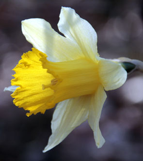 La Jonquille_Narcissus pseudonarcissus_Photos Nature_Botanique_Plantes à fleurs_SFO PCV - Société Française d'Orchidophilie de Poitou-Charentes et Vendée