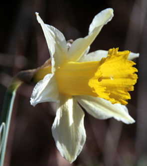 La Jonquille Narcissus pseudonarcissus Photos Nature Botanique Plantes à fleurs SFO PCV - Société Française d'Orchidophilie de Poitou-Charentes et Vendée