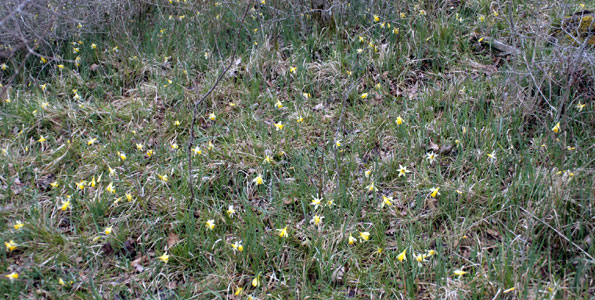 La Jonquille_Narcissus pseudonarcissus_Photos Nature_Botanique_Plantes à fleurs_SFO PCV