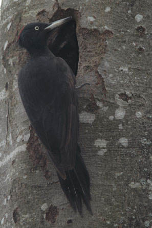 Oiseaux. Le Pic noir. Dryocopus martius. La femelle avec sa calotte rouge. SFO Poitou-Charentes et Vendée. Photos Nature. 