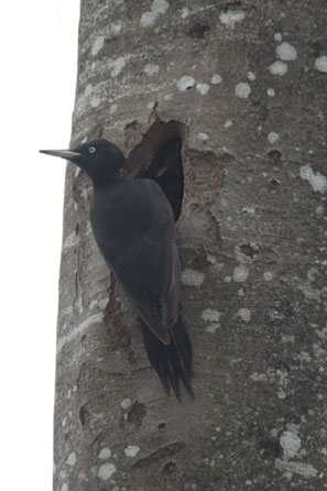 Oiseaux. Le Pic noir. Dryocopus martius. La femelle à l'entrée du futur nid. SFO Poitou-Charentes et Vendée. Photos Nature. 