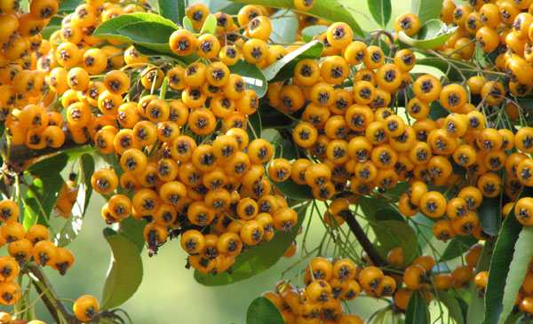 Les drupes jaunes du Pyracantha Baies et autres fruits d'automne Photos Nature SFO Société Française d'Orchidophilie de Poitou-Charentes et Vendée