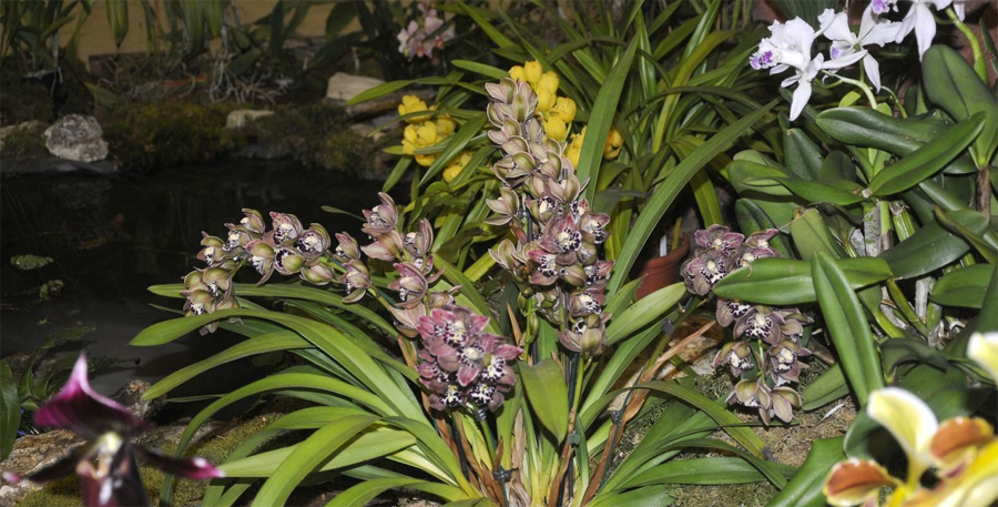 Orchidées du décor du Pinail