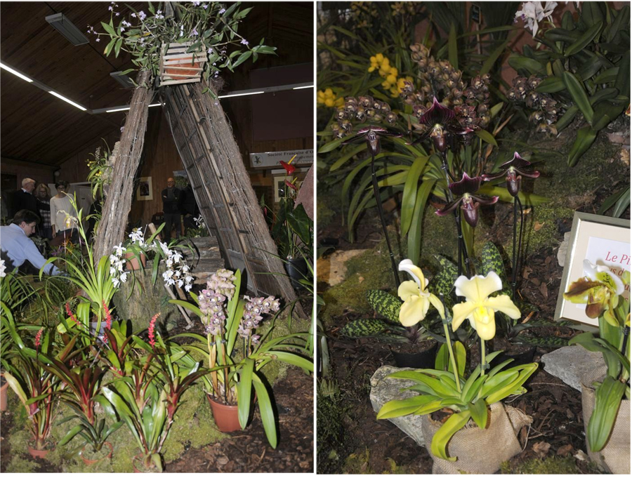 brandes du décor du Pinail et ses orchidées