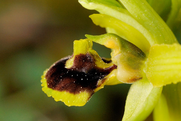 LUSUS - Enigmatique lusus d'Ophrys aranifera. Orhidées indigènes. SFO PCV Société Française d'Orchidophilie de Poitou-Charentes et Vendée. 
