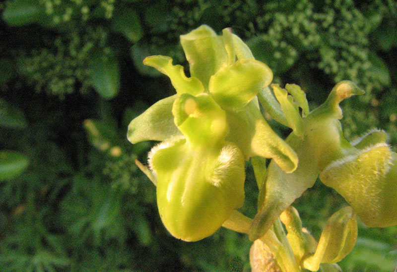 Forme chlorantha d'Ophrys aranifera Photo Jean-Pierre Ring SFO PCV