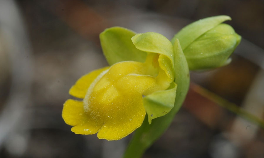 Mutation chlorantha de l'Ophrys lutea Photographie Jean-Michel Mathé SFO-PCV