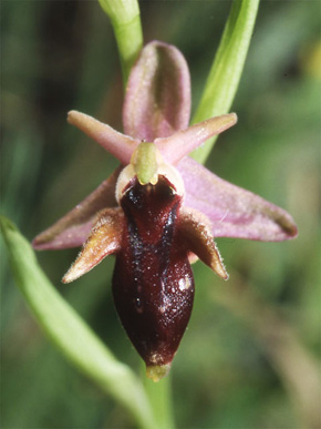 Les Orchidées de Grèce continentale - L'Epire - Page 8 Hybrides et lusus. Ophrys cerastes x Ophrys spruneri