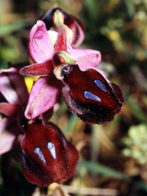 Les Orchidées de Grèce continentale - L'Epire - Page 8 Hybrides et lusus. Ophrys helenae x Ophrys ferrum-equinum