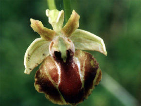 Les Orchidées de Grèce continentale - L'Epire - Page 8 Hybrides et lusus. Lusus d'Ophrys helenae.