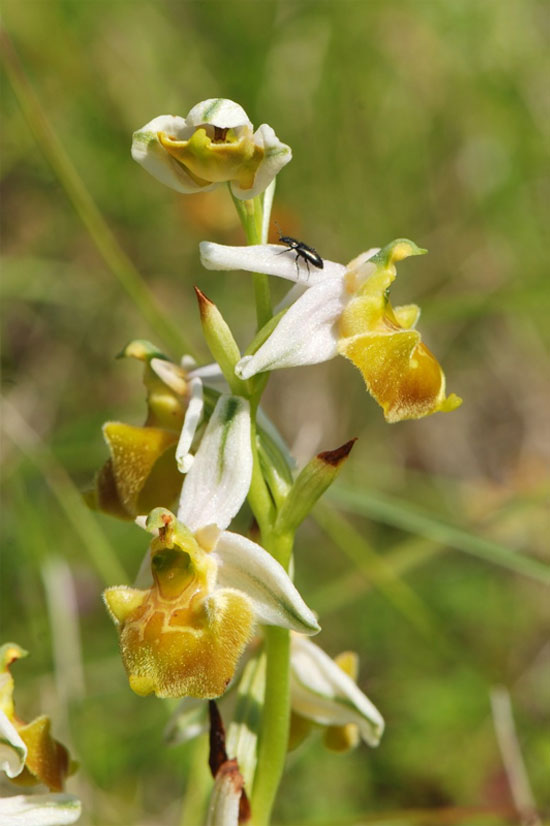 Ophrys fuciflora hypochrome Photographie Jean-Michel-Mathé
